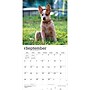 2027 BrownTrout Australian Cattle Dogs 12" x 12" Monthly Wall Calendar (9798330712182)~#|#~sp320816592_sc7