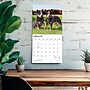 2027 BrownTrout Australian Cattle Dogs 12" x 12" Monthly Wall Calendar (9798330712182)~#|#~sp320816593_sc7