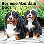 2027 BrownTrout Bernese Mountain Dogs 12" x 12" Monthly Wall Calendar (9798330712236)~#|#~sp320816690_sc7