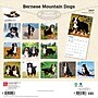 2027 BrownTrout Bernese Mountain Dogs 12" x 12" Monthly Wall Calendar (9798330712236)~#|#~sp320816691_sc7