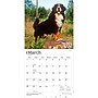 2027 BrownTrout Bernese Mountain Dogs 12" x 12" Monthly Wall Calendar (9798330712236)~#|#~sp320816692_sc7