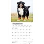 2027 BrownTrout Bernese Mountain Dogs 12" x 12" Monthly Wall Calendar (9798330712236)~#|#~sp320816693_sc7