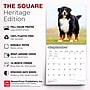 2027 BrownTrout Bernese Mountain Dogs 12" x 12" Monthly Wall Calendar (9798330712236)~#|#~sp320816695_sc7