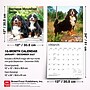 2027 BrownTrout Bernese Mountain Dogs 12" x 12" Monthly Wall Calendar (9798330712236)~#|#~sp320816696_sc7