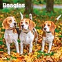 2027 BrownTrout Beagles 12" x 12" Monthly Wall Calendar (9798330712229)~#|#~sp320816700_sc7