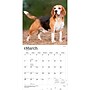 2027 BrownTrout Beagles 12" x 12" Monthly Wall Calendar (9798330712229)~#|#~sp320816702_sc7