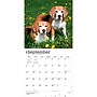 2027 BrownTrout Beagles 12" x 12" Monthly Wall Calendar (9798330712229)~#|#~sp320816703_sc7