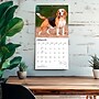 2027 BrownTrout Beagles 12" x 12" Monthly Wall Calendar (9798330712229)~#|#~sp320816704_sc7