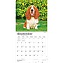2027 BrownTrout Basset Hounds 12" x 12" Monthly Wall Calendar (9798330712212)~#|#~sp320816723_sc7