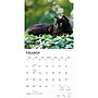 2027 BrownTrout Black Cats 12" x 12" Monthly Wall Calendar (9798330711765)~#|#~sp320816743_sc7