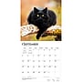 2027 BrownTrout Black Cats 12" x 12" Monthly Wall Calendar (9798330711765)~#|#~sp320816744_sc7