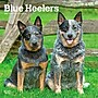 2027 BrownTrout Blue Heelers 12" x 12" Monthly Wall Calendar (9798330712250)~#|#~sp320816751_sc7