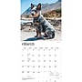 2027 BrownTrout Blue Heelers 12" x 12" Monthly Wall Calendar (9798330712250)~#|#~sp320816753_sc7