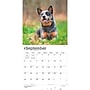 2027 BrownTrout Blue Heelers 12" x 12" Monthly Wall Calendar (9798330712250)~#|#~sp320816754_sc7