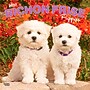 2027 BrownTrout Bichon Frise Puppies 12" x 12" Monthly Wall Calendar (9798330714100)~#|#~sp320816772_sc7