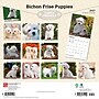 2027 BrownTrout Bichon Frise Puppies 12" x 12" Monthly Wall Calendar (9798330714100)~#|#~sp320816773_sc7