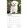 2027 BrownTrout Bichon Frise Puppies 12" x 12" Monthly Wall Calendar (9798330714100)~#|#~sp320816774_sc7