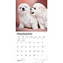 2027 BrownTrout Bichon Frise Puppies 12" x 12" Monthly Wall Calendar (9798330714100)~#|#~sp320816775_sc7