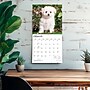 2027 BrownTrout Bichon Frise Puppies 12" x 12" Monthly Wall Calendar (9798330714100)~#|#~sp320816776_sc7
