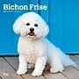 2027 BrownTrout Bichon Frise 12" x 12" Monthly Wall Calendar (9798330712243)~#|#~sp320816782_sc7