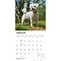 2027 BrownTrout Bichon Frise 12" x 12" Monthly Wall Calendar (9798330712243)~#|#~sp320816784_sc7