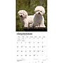 2027 BrownTrout Bichon Frise 12" x 12" Monthly Wall Calendar (9798330712243)~#|#~sp320816785_sc7