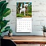 2027 BrownTrout Bichon Frise 12" x 12" Monthly Wall Calendar (9798330712243)~#|#~sp320816786_sc7
