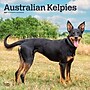 2027 BrownTrout Australian Kelpies 12" x 12" Monthly Wall Calendar (9798330712199)~#|#~sp320816822_sc7