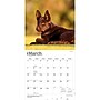 2027 BrownTrout Australian Kelpies 12" x 12" Monthly Wall Calendar (9798330712199)~#|#~sp320816824_sc7