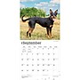 2027 BrownTrout Australian Kelpies 12" x 12" Monthly Wall Calendar (9798330712199)~#|#~sp320816825_sc7
