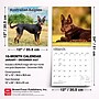 2027 BrownTrout Australian Kelpies 12" x 12" Monthly Wall Calendar (9798330712199)~#|#~sp320816828_sc7