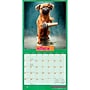 2027 BrownTrout Avanti Dogs Gone Wild 12" x 12" Monthly Wall Calendar (9798330712960)~#|#~sp320816834_sc7