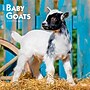 2027 BrownTrout Baby Goats 12" x 12" Monthly Wall Calendar (9798330711857)~#|#~sp320816872_sc7