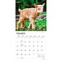 2027 BrownTrout Baby Goats 12" x 12" Monthly Wall Calendar (9798330711857)~#|#~sp320816874_sc7