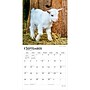 2027 BrownTrout Baby Goats 12" x 12" Monthly Wall Calendar (9798330711857)~#|#~sp320816875_sc7