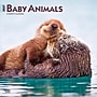 2027 BrownTrout Baby Animals 12" x 12" Monthly Wall Calendar (9798330711840)~#|#~sp320816882_sc7