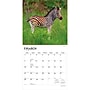 2027 BrownTrout Baby Animals 12" x 12" Monthly Wall Calendar (9798330711840)~#|#~sp320816884_sc7