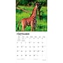 2027 BrownTrout Baby Animals 12" x 12" Monthly Wall Calendar (9798330711840)~#|#~sp320816886_sc7