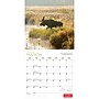 2027 BrownTrout Canadian Geographic Moose 12" x 12" Monthly Wall Calendar (9781525617560)~#|#~sp320816975_sc7