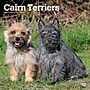 2027 BrownTrout Cairn Terriers 12" x 12" Monthly Wall Calendar (9798330712342)~#|#~sp320816983_sc7