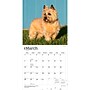 2027 BrownTrout Cairn Terriers 12" x 12" Monthly Wall Calendar (9798330712342)~#|#~sp320816985_sc7
