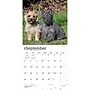 2027 BrownTrout Cairn Terriers 12" x 12" Monthly Wall Calendar (9798330712342)~#|#~sp320816986_sc7