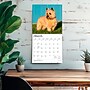 2027 BrownTrout Cairn Terriers 12" x 12" Monthly Wall Calendar (9798330712342)~#|#~sp320816987_sc7