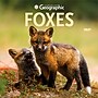 2027 BrownTrout Canadian Geographic Foxes 12" x 12" Monthly Wall Calendar (9781525617447)~#|#~sp320816993_sc7