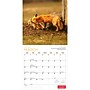 2027 BrownTrout Canadian Geographic Foxes 12" x 12" Monthly Wall Calendar (9781525617447)~#|#~sp320816995_sc7