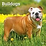 2027 BrownTrout Bulldogs 12" x 12" Monthly Wall Calendar (9798330712335)~#|#~sp320817003_sc7