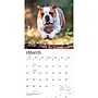 2027 BrownTrout Bulldogs 12" x 12" Monthly Wall Calendar (9798330712335)~#|#~sp320817008_sc7