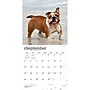 2027 BrownTrout Bulldogs 12" x 12" Monthly Wall Calendar (9798330712335)~#|#~sp320817009_sc7