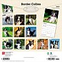 2027 BrownTrout Border Collies 12" x 12" Monthly Wall Calendar (9798330712274)~#|#~sp320817089_sc7