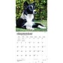 2027 BrownTrout Border Collies 12" x 12" Monthly Wall Calendar (9798330712274)~#|#~sp320817091_sc7